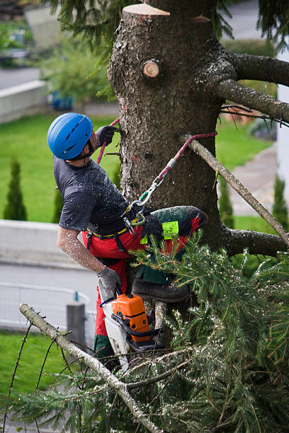 Best Tree Mulching  in Lewisburg, KY