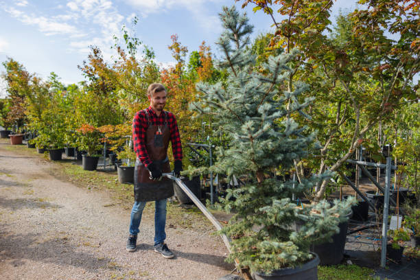 Best Tree Maintenance Programs  in Lewisburg, KY